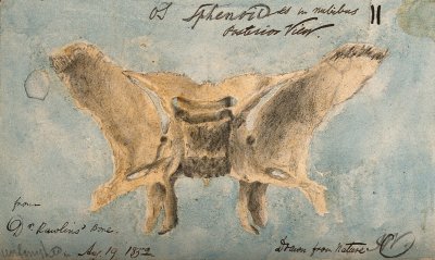 Wellcome collection : sphenoid