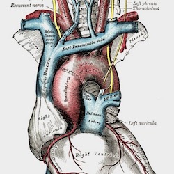Vagus Nerve in the upper thoracic