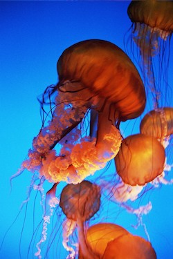 Jellyfish. image Copyright Andrew Cook 2020